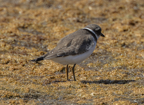 iNaturalist: (c) pkondrashov, some rights reserved (CC BY-NC) iNaturalist image