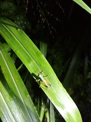 Caryanda spuria