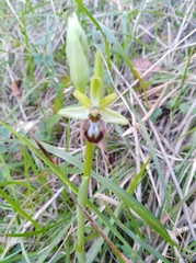 Ophrys sphegodes massiliensis