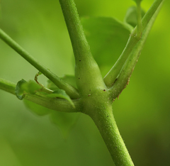 Circaea canadensis quadrisulcata