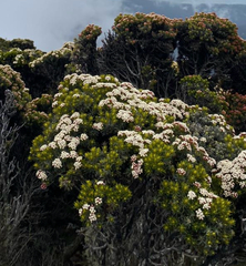 Ozothamnus ledifolius, photograph (c) Alex Stuart, some rights reserved (CC BY)