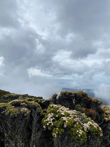 Ozothamnus ledifolius, photograph 3