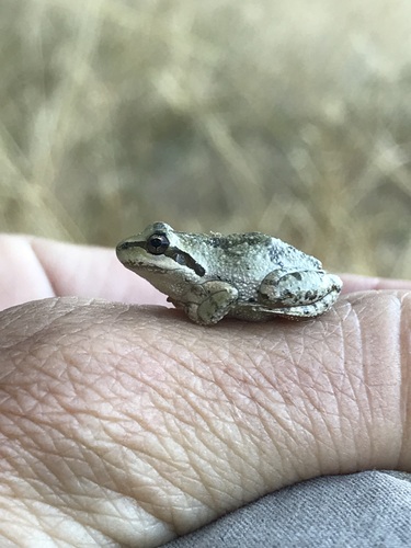 iNaturalist observation photo of Pacific chorus frog