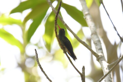 Humboldt's Sapphire (Chrysuronia humboldtii), photo 5
