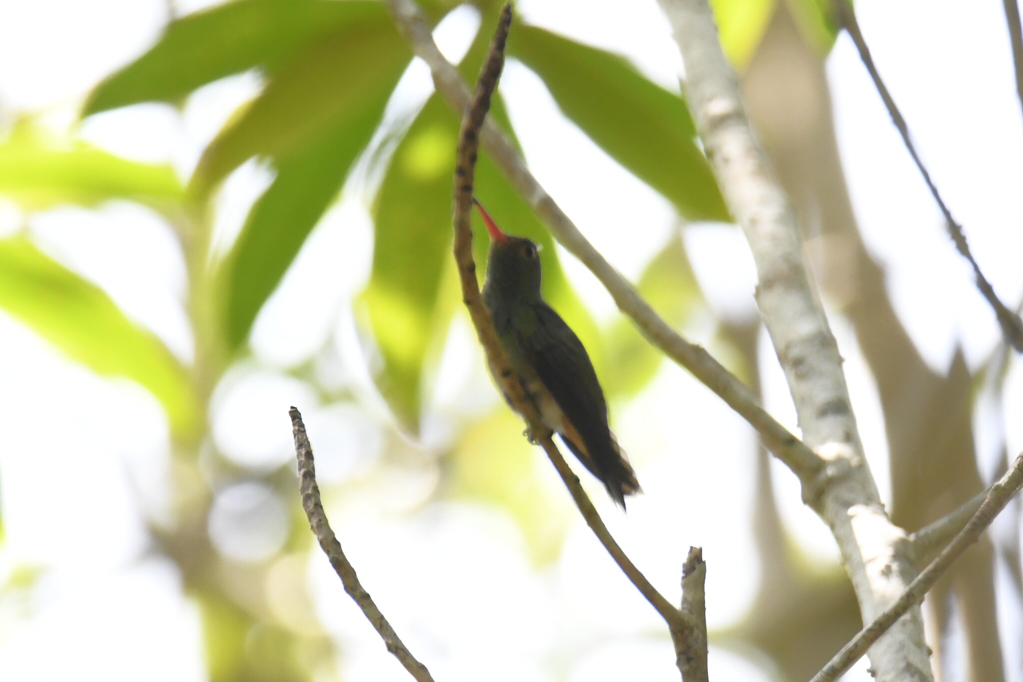 Humboldt's Sapphire (Chrysuronia humboldtii), photo 5