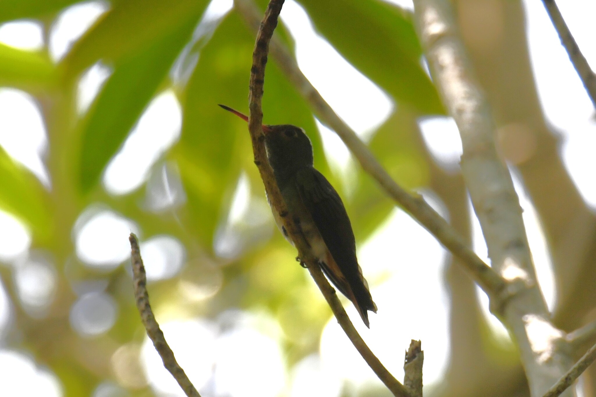 Humboldt's Sapphire (Chrysuronia humboldtii), photo 2