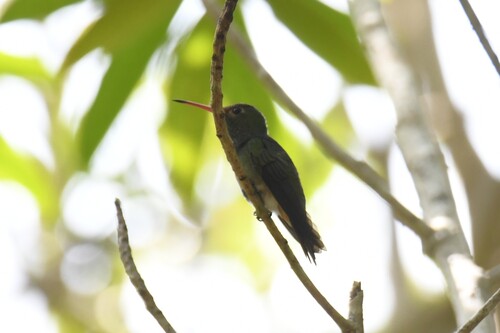 Humboldt's Sapphire (Chrysuronia humboldtii), photo 8