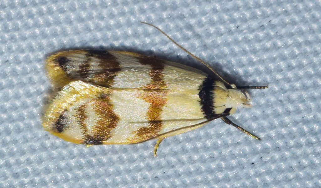Chela Insect Image Chezala brachypepla from Back Yard 13 Limonite Road, Boolarra VIC 3870 ...