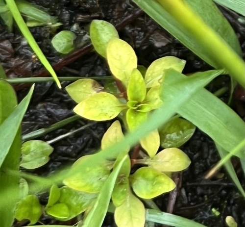 Ludwigia palustris observed 2025-11-10