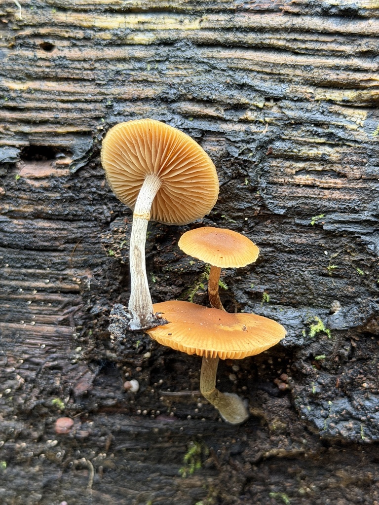 Galerina marginata · January 2026 · photo: © aheyman1 (iNaturalist, cc0)