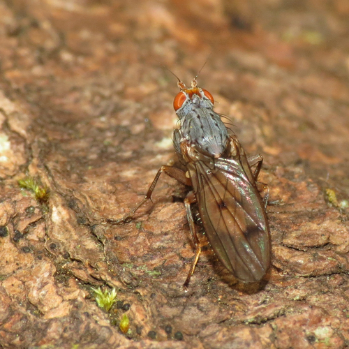 Unknown species found near Vashon, WA 98070, USA