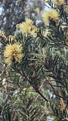 Alpine Bottlebrush (Melaleuca pityoides)