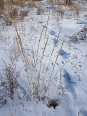 Achnatherum sibiricum