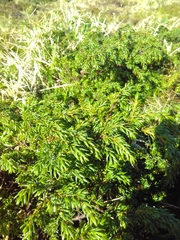 Juniperus brevifolia