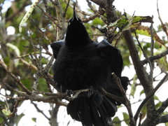 Quiscalus lugubris