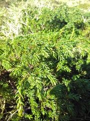 Juniperus brevifolia