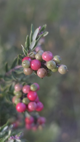 Mountain Beard-heath (Acrothamnus hookeri)