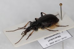 Cychrus attenuatus