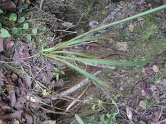 Eryngium longifolium