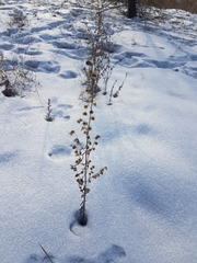 Artemisia sieversiana