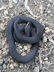 Lasalle's Ground Snake photo 2
