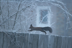 Sciurus vulgaris