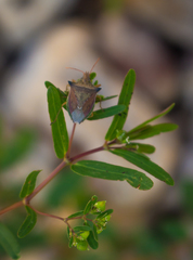 Diceraeus melacanthus