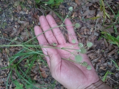 Eryngium longifolium