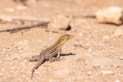 Acanthodactylus margaritae
