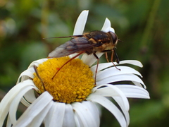 Scaptia adrel