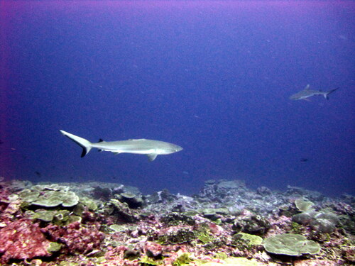 Grey Reef Shark