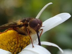 Scaptia adrel