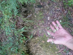 Eryngium longifolium