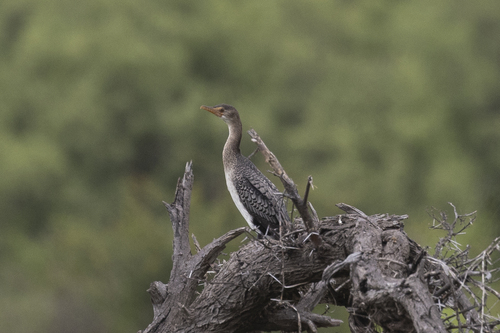 iNaturalist: (c) Andre Harmse, some rights reserved (CC BY-NC), uploaded by Andre Harmse iNaturalist image