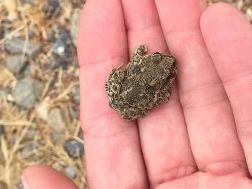 iNaturalist observation photo of Western Spadefoot