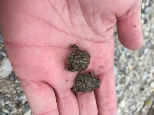 iNaturalist observation photo of Western Toad