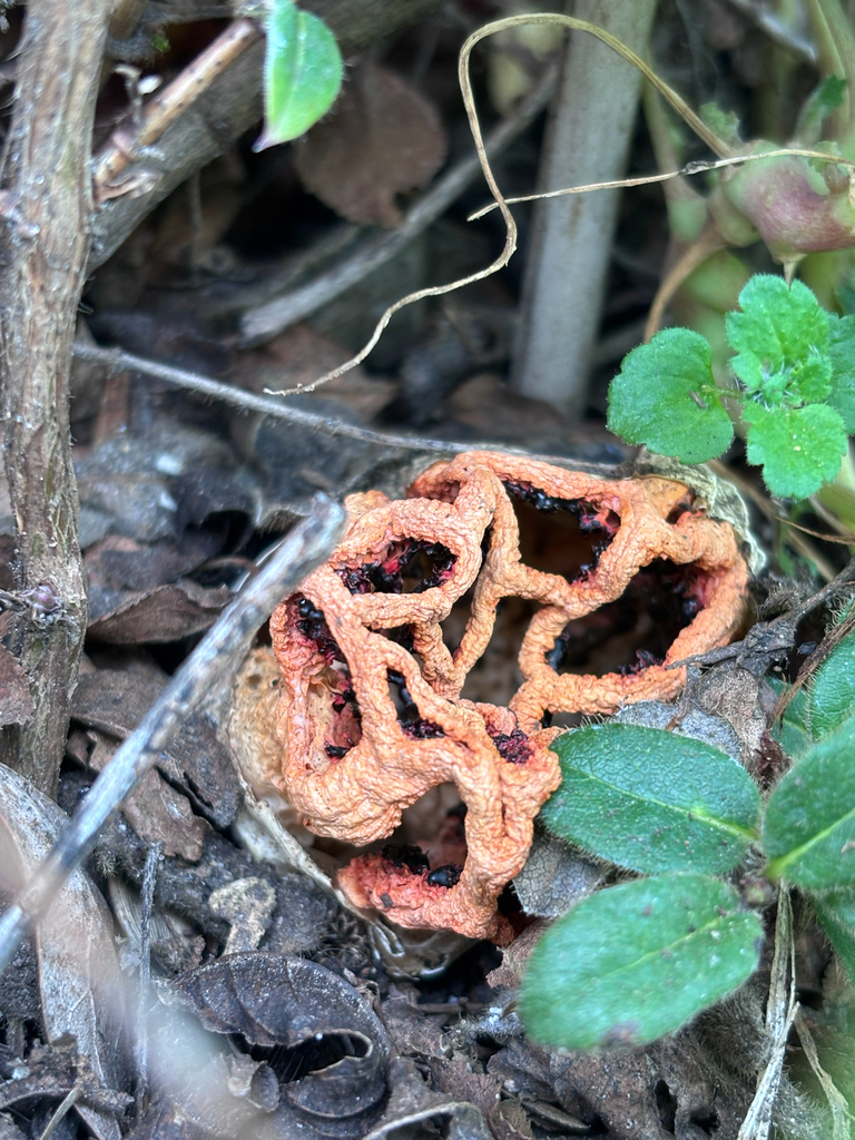 Clathrus ruber · January 2026 · photo: © reago (iNaturalist, cc-by)