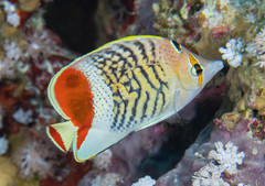 Chaetodon paucifasciatus
