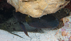 Calloplesiops altivelis