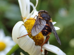 Scaptia adrel