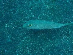 Sphoeroides marmoratus