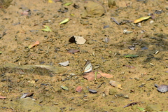 Polyura nepenthes