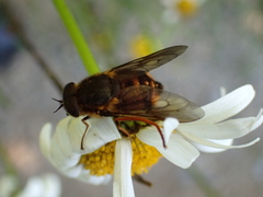 Scaptia adrel