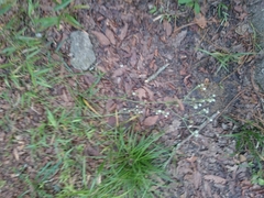 Eryngium longifolium