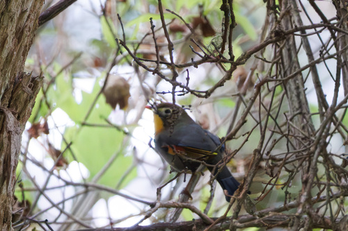 Leiothrix lutea observed 2025-12-29