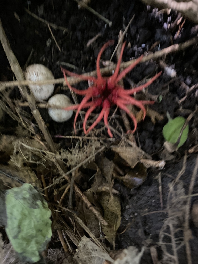 Aseroe rubra · January 2026 · photo: © jack12347 (iNaturalist, cc0)