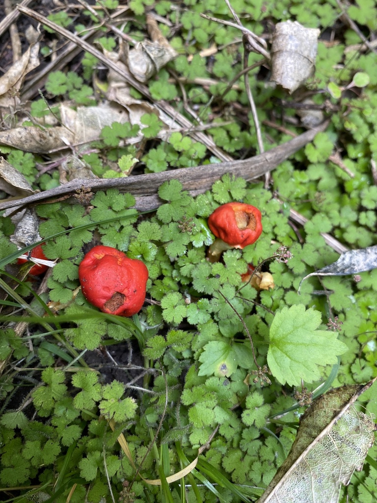 Leratiomyces erythrocephalus · January 2026 · photo: © jack12347 (iNaturalist, cc0)