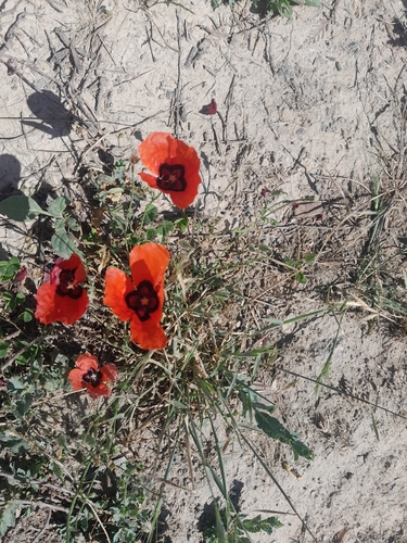 Peacock Poppy (Roemeria pavonina)