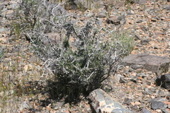 Coleogyne ramosissima