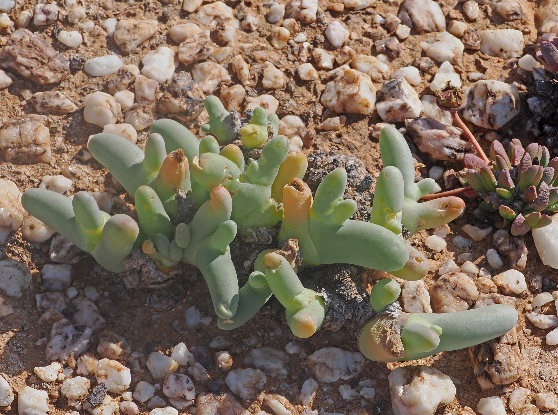 Mesembryanthemum digitatum